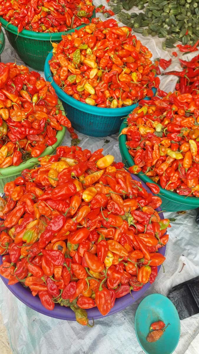 Fresh Rodo Pepper