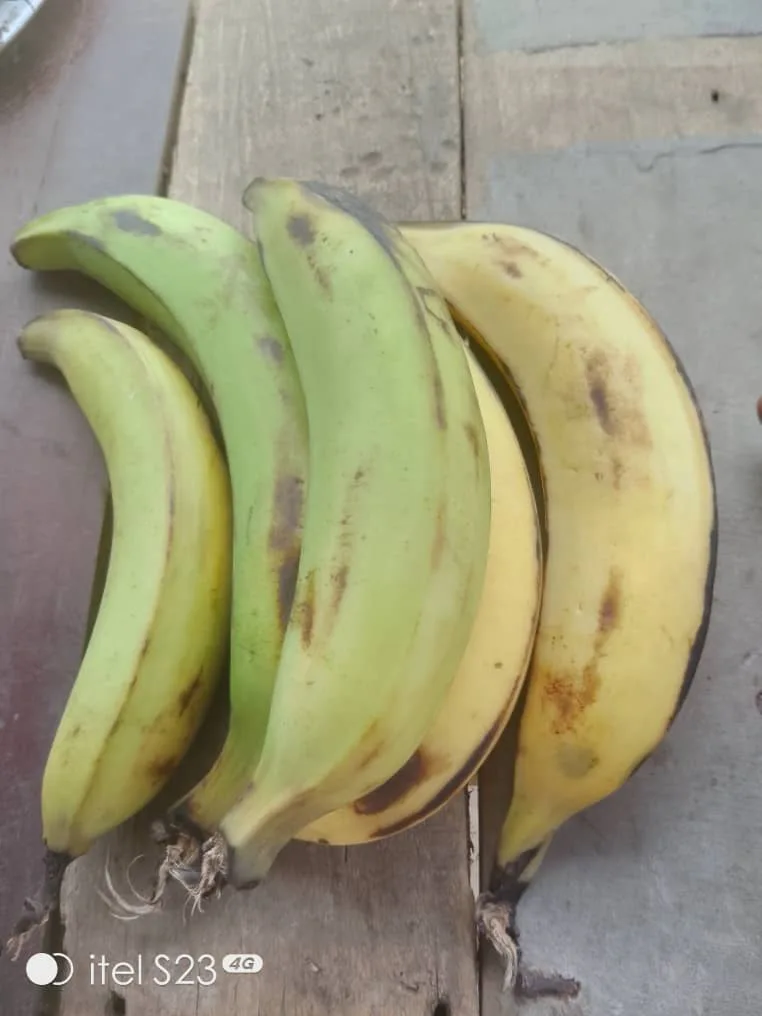 Plantain