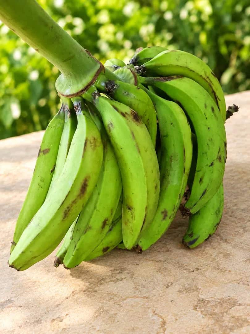 Plantain