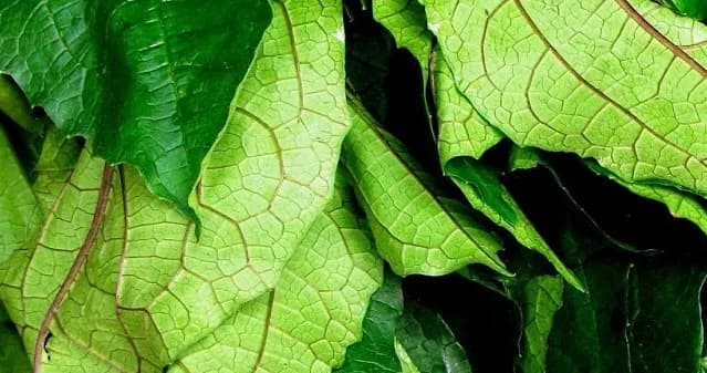 Ugwu Leaves from Oluwatosin Ogunfile Farm